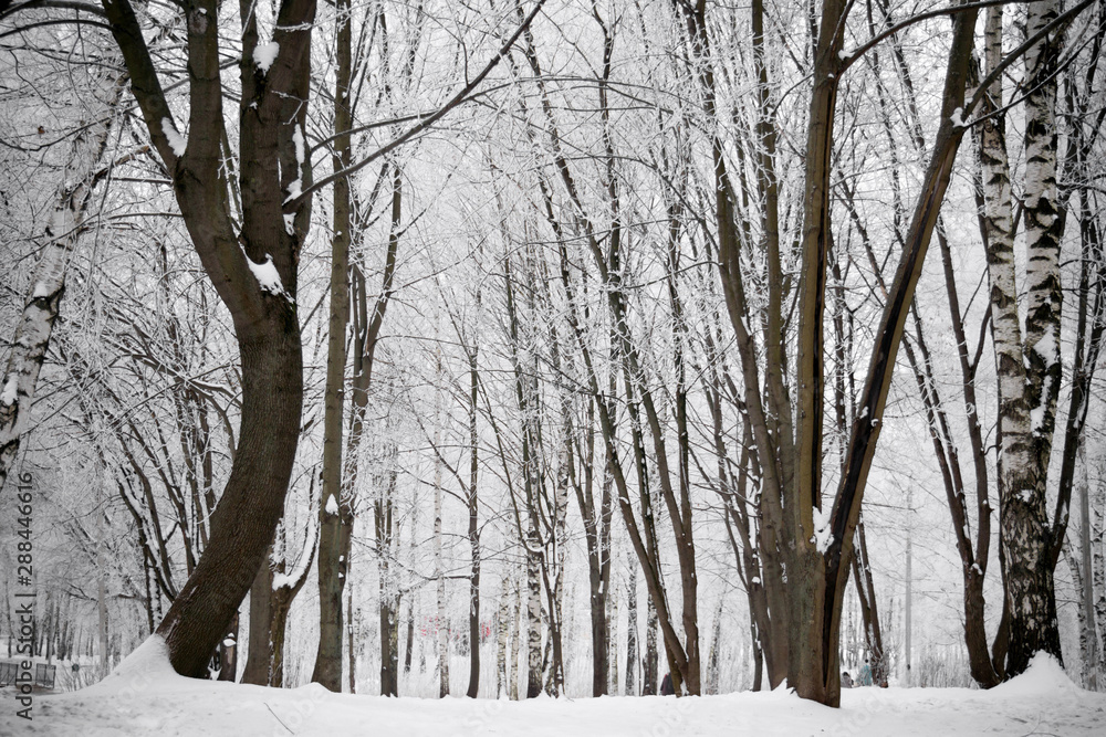 Fototapeta premium Winter birch trees