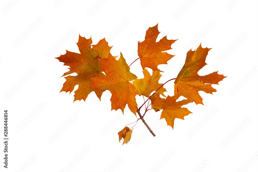 Fototapeta premium Branch of autumn maple leaves isolated on white background