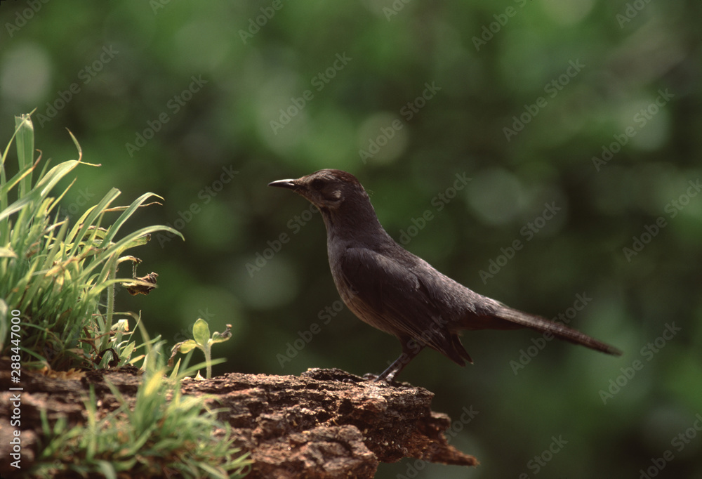 Gray Catbird (Dumetella Carolinensis) Gray Catbird (Dumetella Carolinensis)