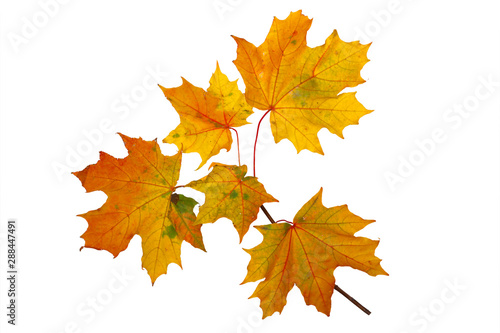 Branch of autumn golden maple leaves isolated on white background