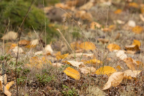 Yellow leaves lie on the ground in the tundra in autumn