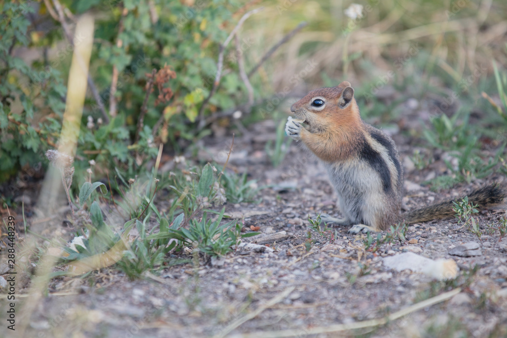 Chipmunk Chipmunk