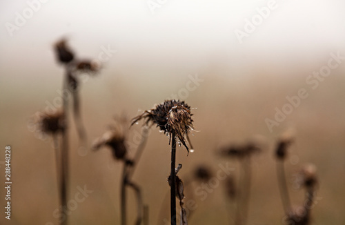 many withered thistles in fog, the front has water drops on them