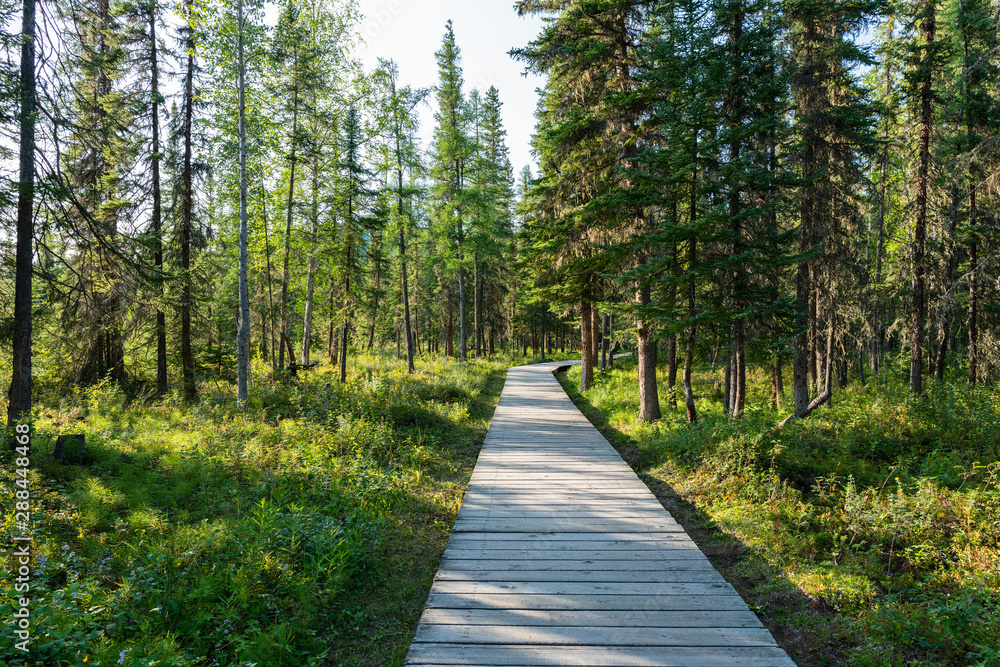 Boardwalk to the hot springs in Liard River Hot Springs Provincial Park, British Columbia, Canada Boardwalk to the hot springs in Liard River Hot Springs Provincial Park, British Columbia, Canada