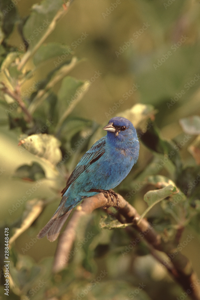 Indigo Bunting (Passerina Cyanea) Male