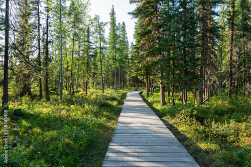 Boardwalk to the hot springs in Liard River Hot Springs Provincial Park, British Columbia, Canada
