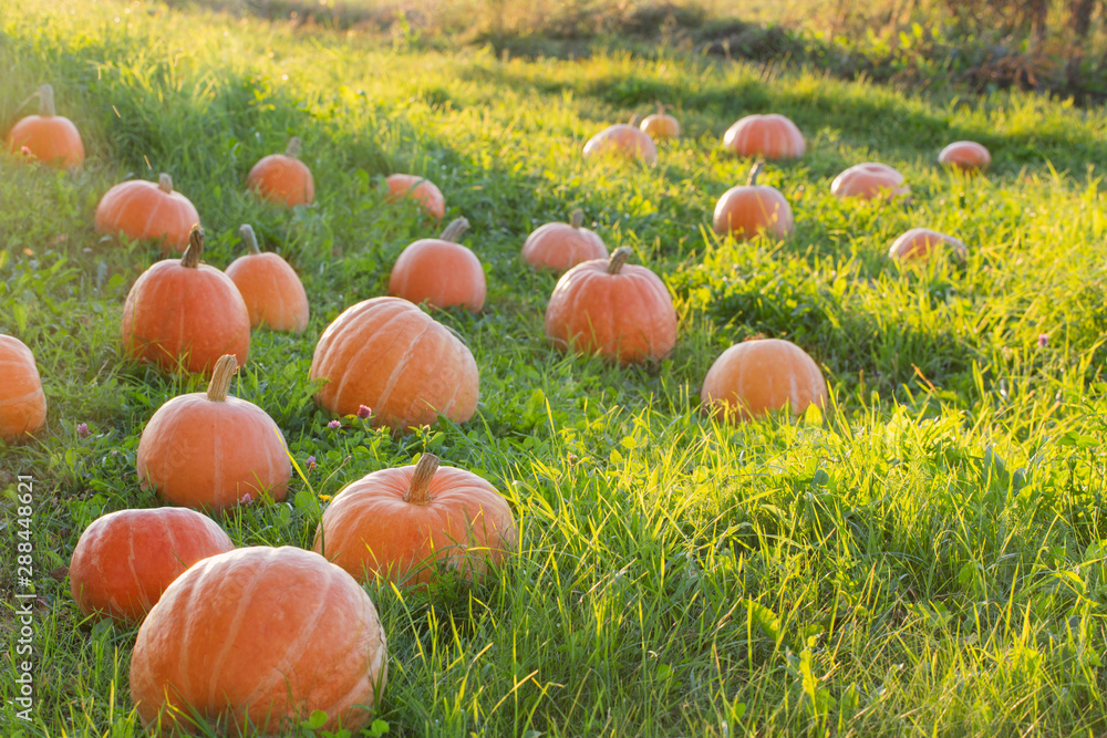 field with pumpkins at sunset field with pumpkins at sunset