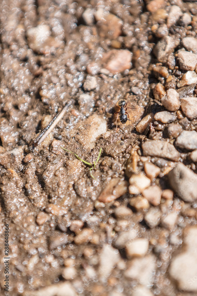 Ant Ant