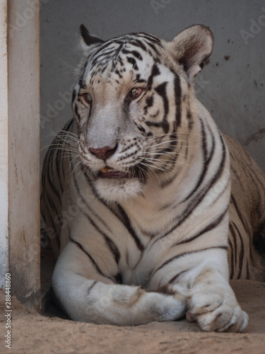 White Bengal Tiger held in captivity