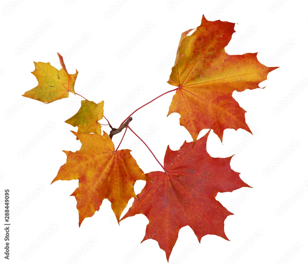 Fototapeta premium Branch of autumn maple leaves isolated on white background