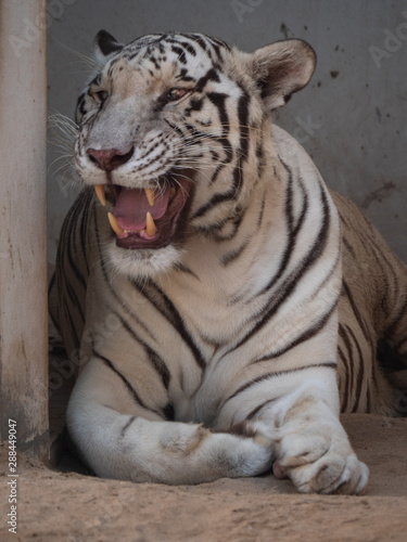 White Bengal Tiger held in captivity