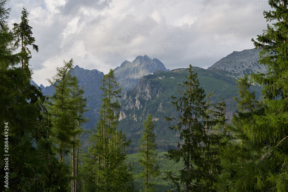 Wild high mountains spruce forest in Slovakia part of national park of High tatra mountains with mountain peaks behind.  Tatras mountains in Slovakia is highest mountain range in Carpathian Mountains.