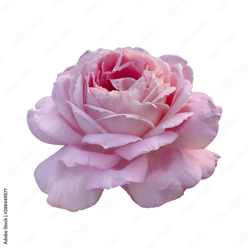 Fresh beautiful pink rose isolated on white background Fresh beautiful pink rose isolated on white background