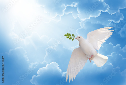 Fototapeta Naklejka Na Ścianę i Meble -  A free white dove holding green leaf branch flying in the sky.