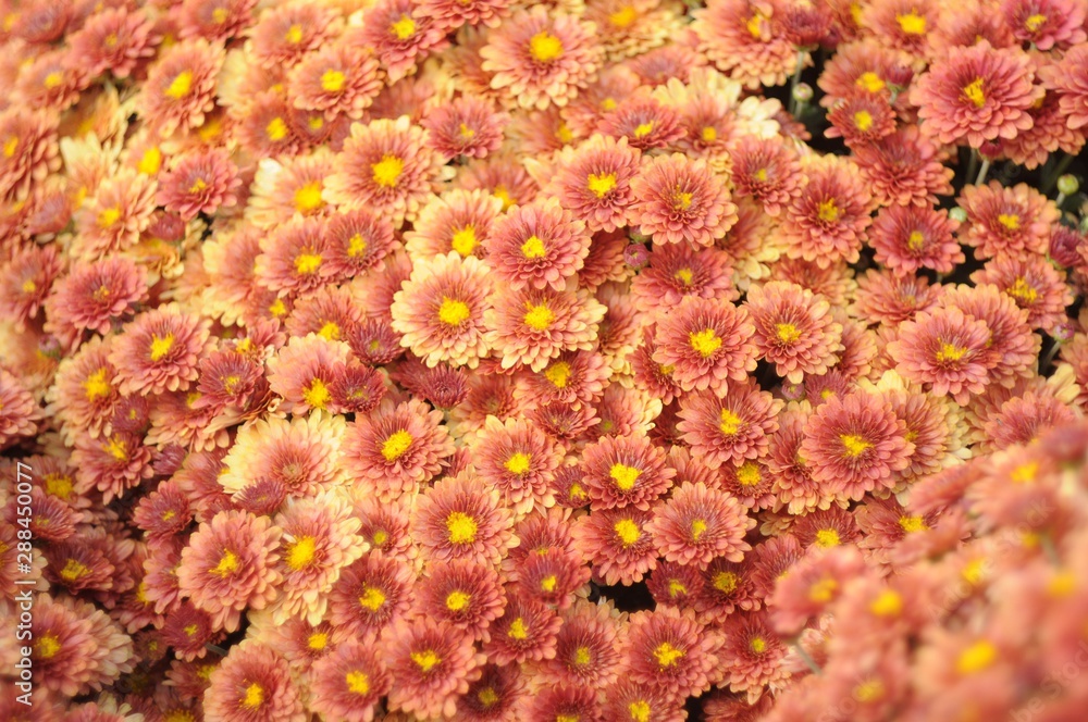 Many orange chrysanthemum flowers close-up Many orange chrysanthemum flowers close-up