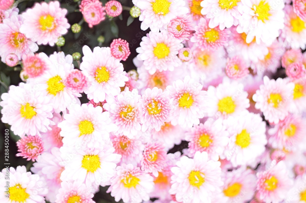 Obraz premium Many pink chrysanthemum flowers close-up