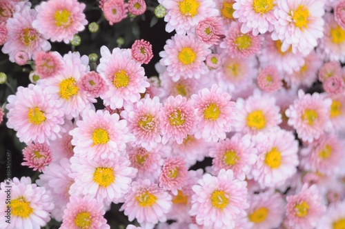 Many pink chrysanthemum flowers close-up