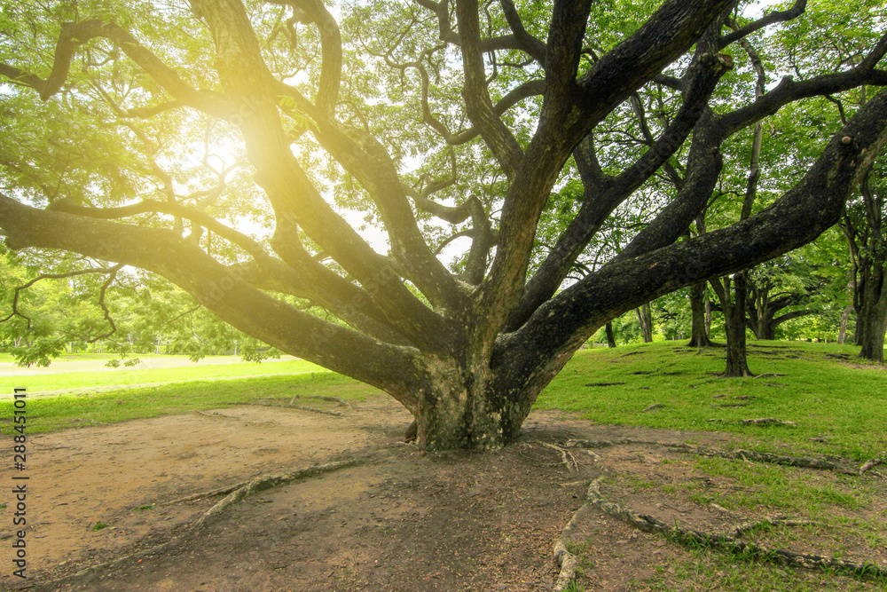 Naklejka premium View of big trees in the garden in the evening