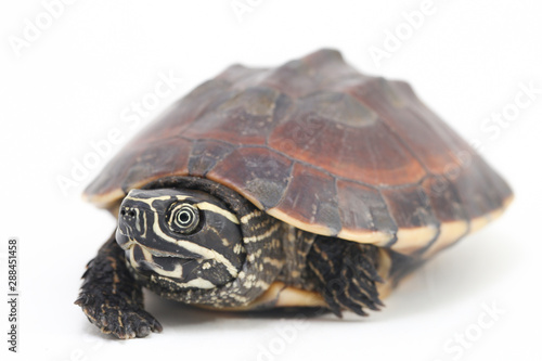 The Malayan snail-eating turtle (Malayemys macrocephala) is a species of turtle in Malayemys genus of the family Geoemydidae isolated on white background photo