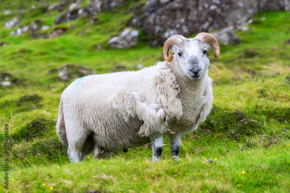 Scottish sheep grazing, Highlands, Scotland Scottish sheep grazing, Highlands, Scotland