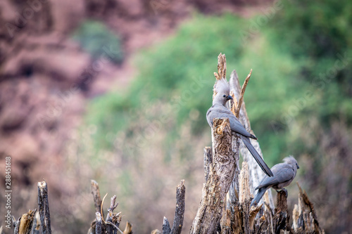 Grey go-away-bird or grey lourie or Corythaixoides concolor or kwêvoël sitting on a wooden structure in the region of southern Afrotropics photo