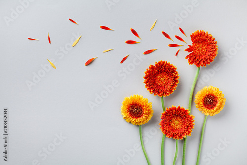 Creative nature composition of beautiful yellow and orange gerbera flowers with petals. Autumn windy concept. Flat lay style. Greeting card.