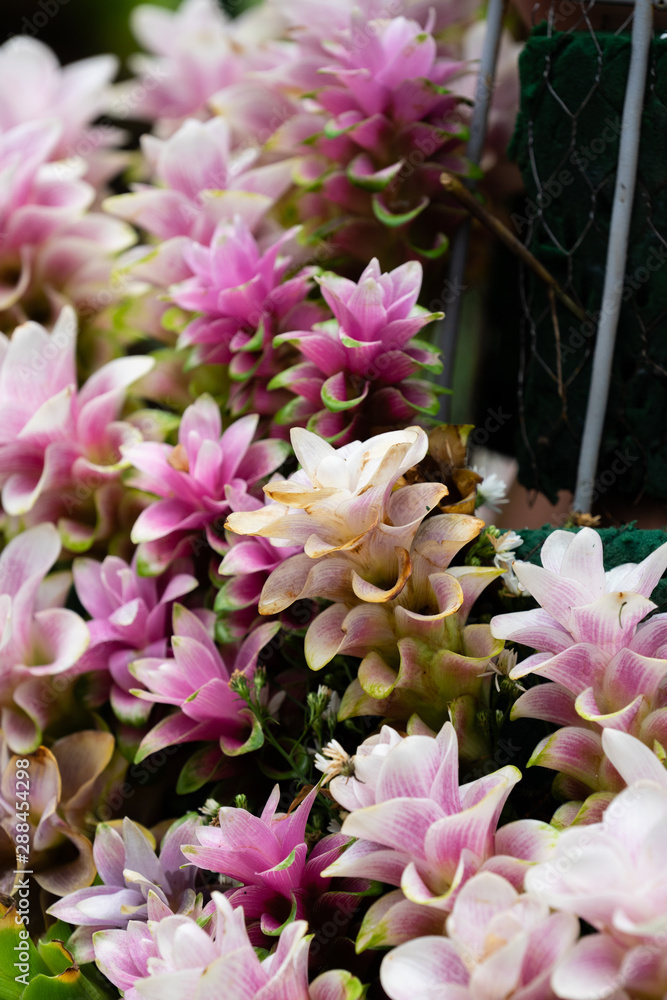 Siam tulips or Dok krachiao (Curcuma alismatifolia) are blooming very beautiful in the garden outdoors. Siam tulips or Dok krachiao (Curcuma alismatifolia) are blooming very beautiful in the garden outdoors.