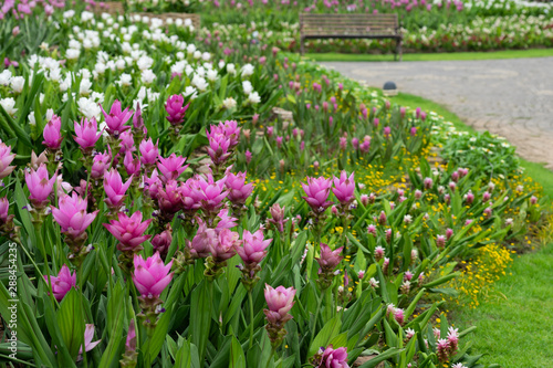 Field of siam tulips or Dok krachiao  Curcuma alismatifolia  are blooming very beautiful in the garden outdoors.