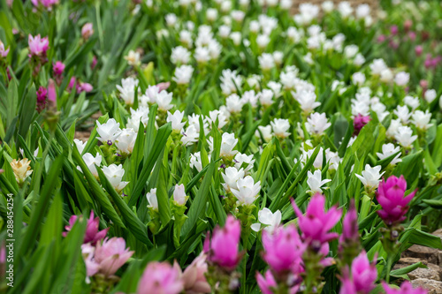 Field of siam tulips or Dok krachiao  Curcuma alismatifolia  are blooming very beautiful in the garden outdoors.