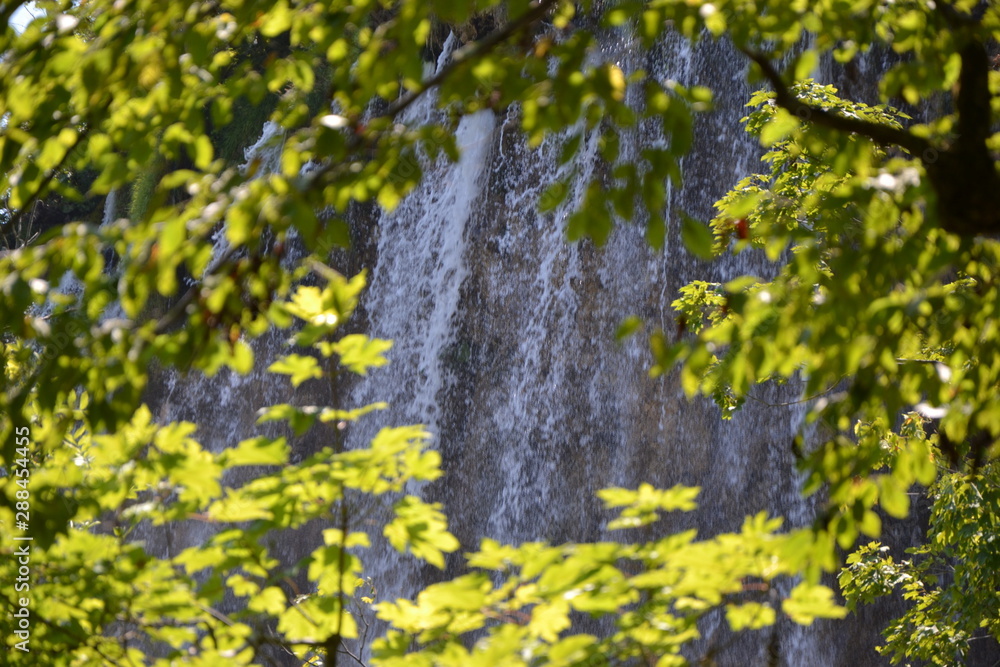 Obraz premium ivy on the wall