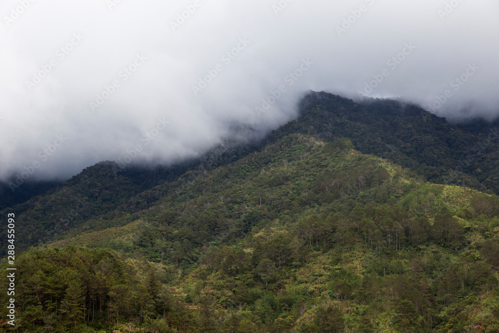 Rain forest in mountains, Philippines Rain forest in mountains, Philippines