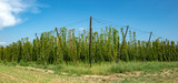 Landscape of tall hops field with blue sky. Hop field before the harvest, Czech republic.