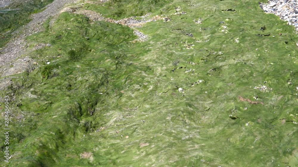 Contaminated Black Sea coast with green algae Contaminated Black Sea coast with green algae