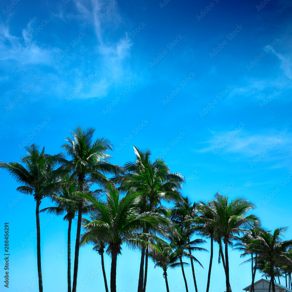 Group of close up tall palm trees in a row over clear blue sky in Deerfield beach, Florida, USA