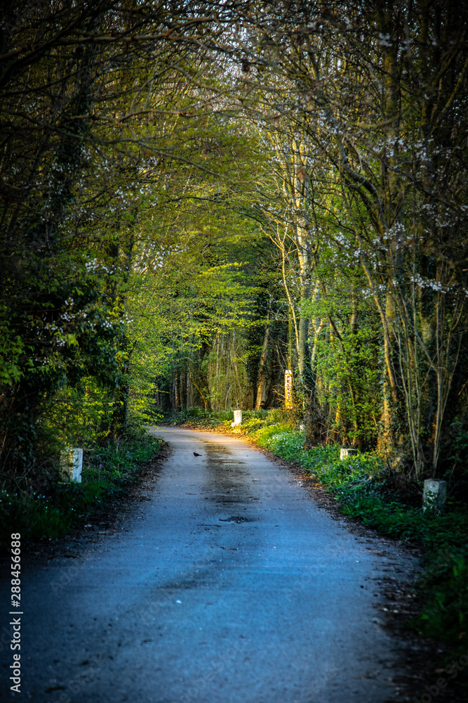 trees arching over a small country road trees arching over a small country road