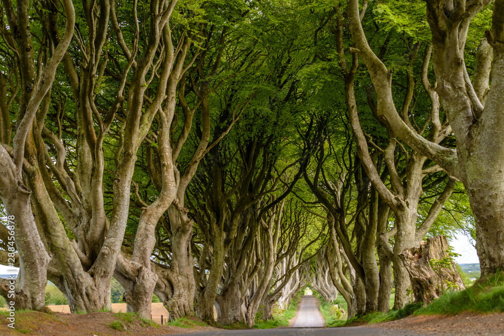 Obraz premium Dark Hedges, Ireland