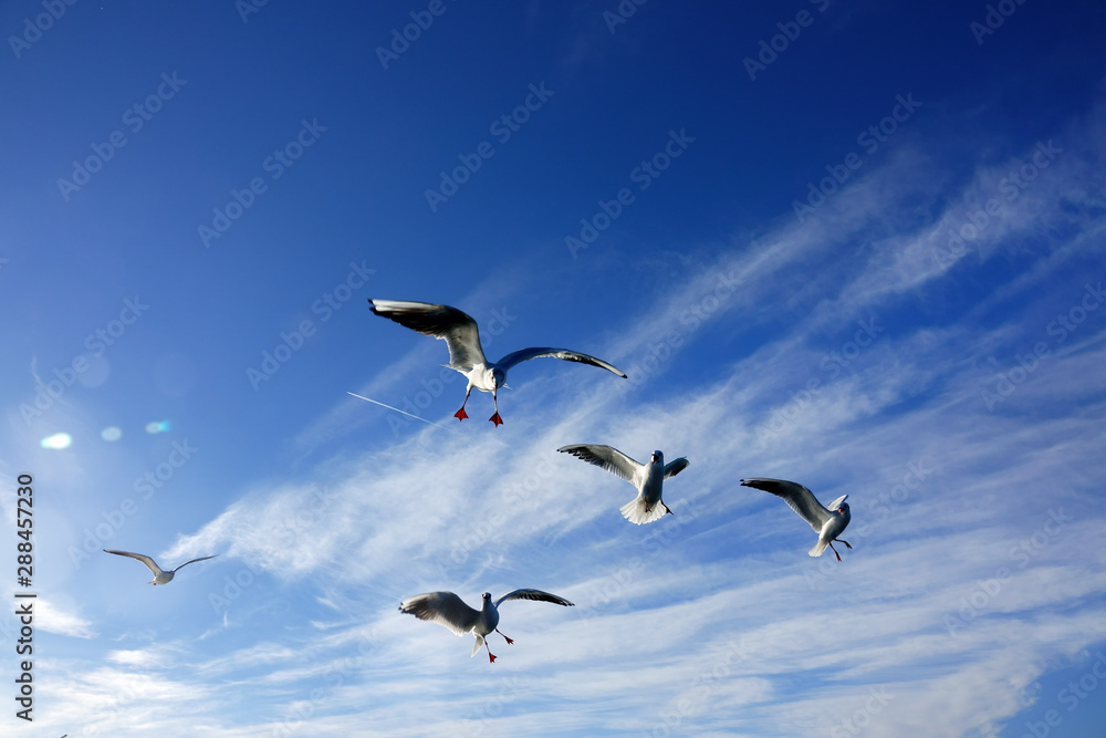 Obraz premium Close up flock of seagulls flying over blue sunny sky