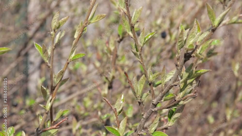 Branches of a bush with young leaves swing in the wind in spring on a sunny day, the leaves bloom and burst kidney, buds, nature wakes up Branches of a bush with young leaves swing in the wind in spring on a sunny day, the leaves bloom and burst kidney, buds, nature wakes up