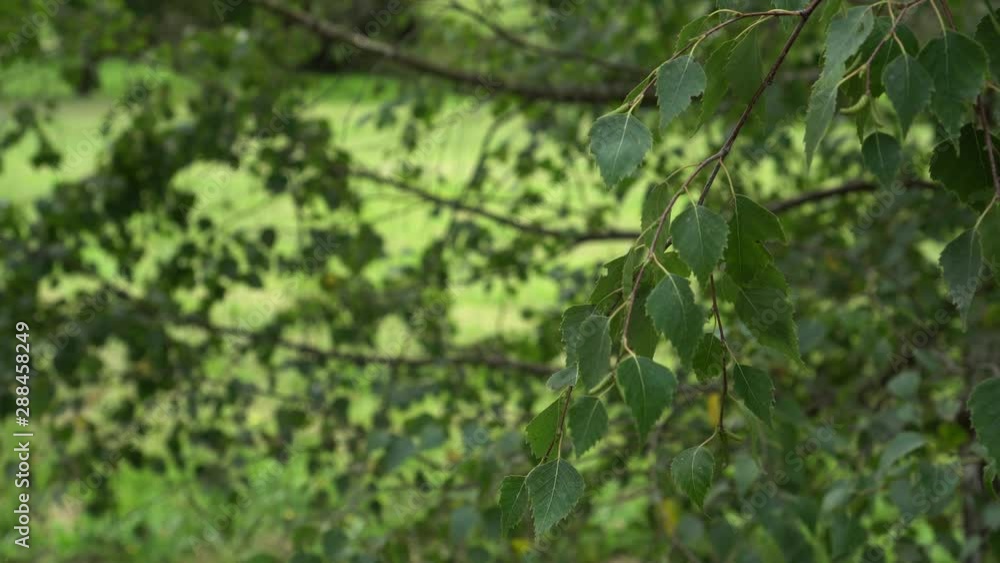 Branches of birch with green leaves smoothly move in the wind. Beautiful natural background close-up Branches of birch with green leaves smoothly move in the wind. Beautiful natural background close-up