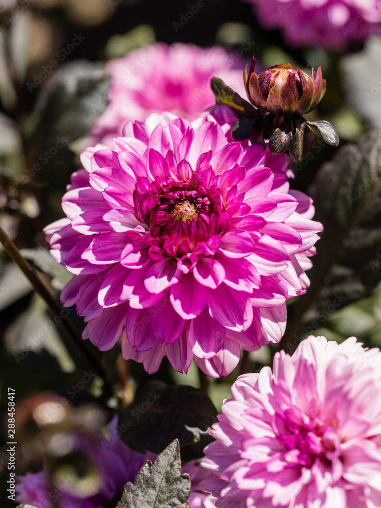 Dahlia flower called Dahlia Arabian Night, grown in a garden Dahlia flower called Dahlia Arabian Night, grown in a garden