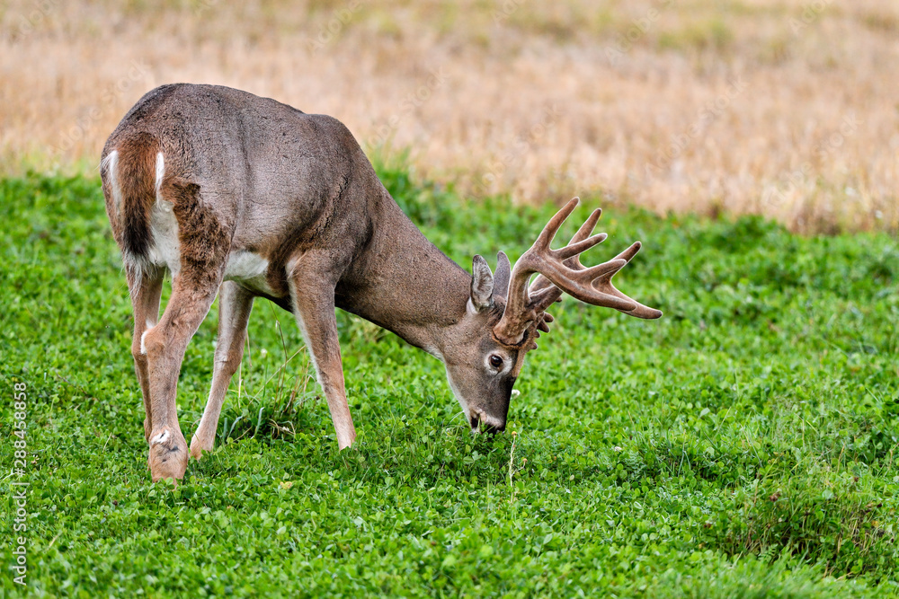 Φωτογραφία White-tailed deer stag is having his dinner.