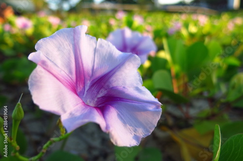 Purple flower2 photo