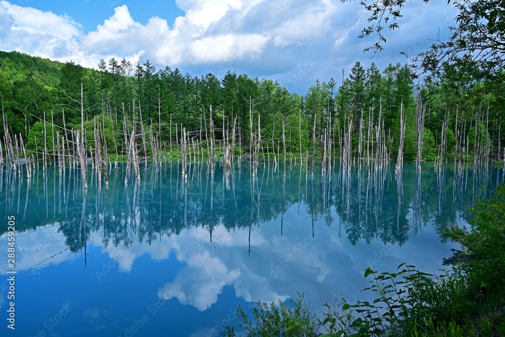 青空映す白金青い池の絶景＠美瑛、北海道