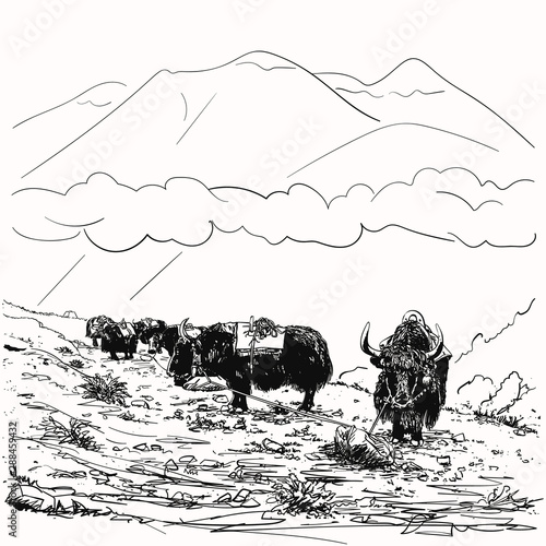 Vector sketch of black yak caravan at rest tied on rope to stone, Himalayas mountains, Hand drawn illustration