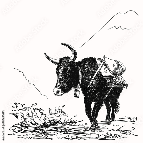 Vector sketch of black cow yak in Himalaya mountains, Hand drawn illustration