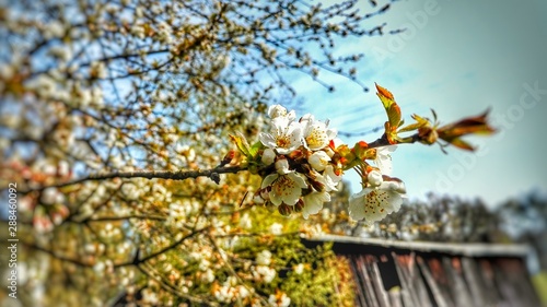 Focus photo from blossom