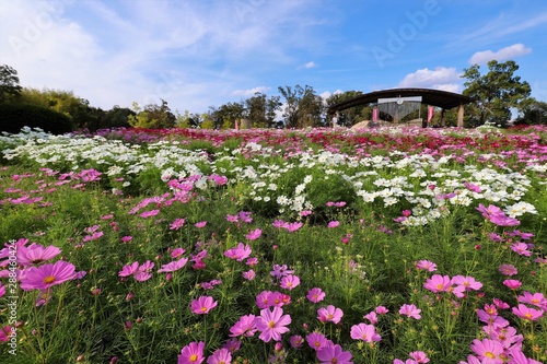 馬見丘陵公園のコスモス畑