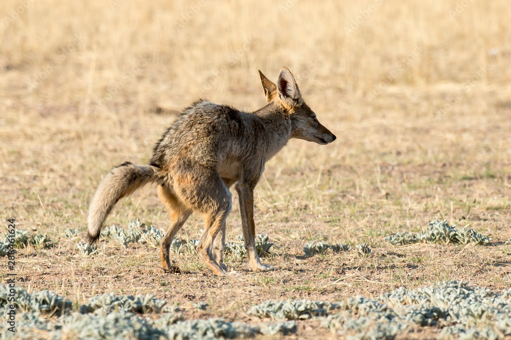 Obraz premium Chacal à chabraque, Canis mesomelas, Afrique