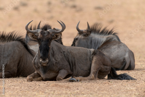 Fototapeta Naklejka Na Ścianę i Meble -  Gnou à queue noire, Connochaetes taurinus, Afrique du Sud