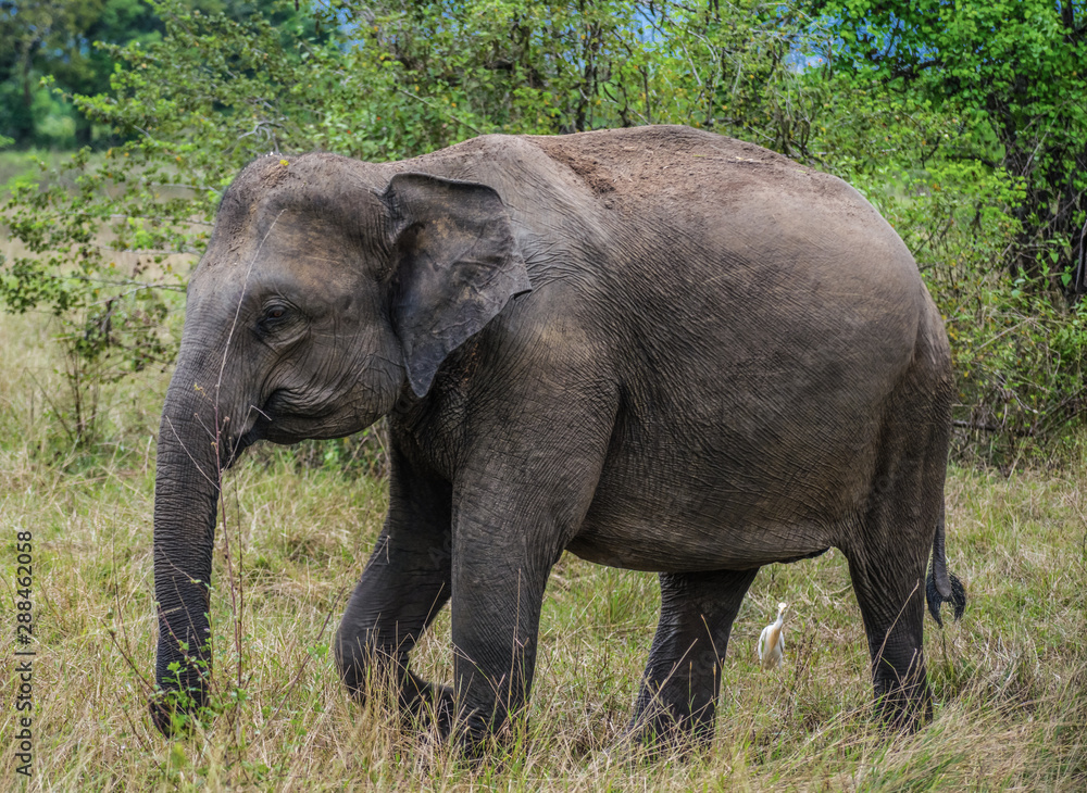 Wild Elephant in Wasgamuwa National Park, Sri Lanka